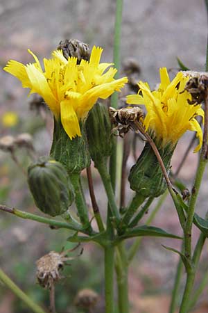 Hieracium sabaudum / Savoy Hawkweed, D Mannheim 16.9.2012