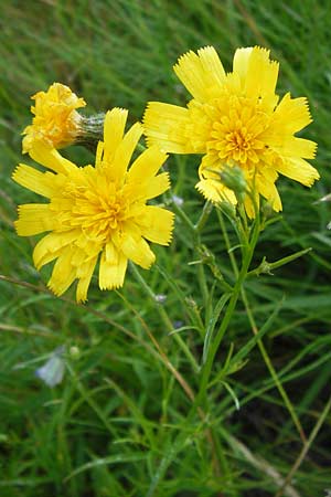 Hieracium schmidtii agg. \ Blasses Habichtskraut / Schmidt's Hawkweed, D Rhön, Milseburg 6.7.2013