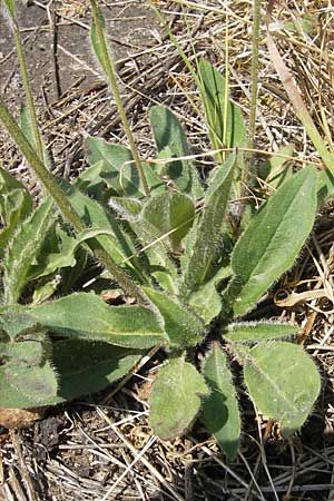 Hieracium spec2 ? \ Habichtskraut, D Türkismühle 21.5.2011