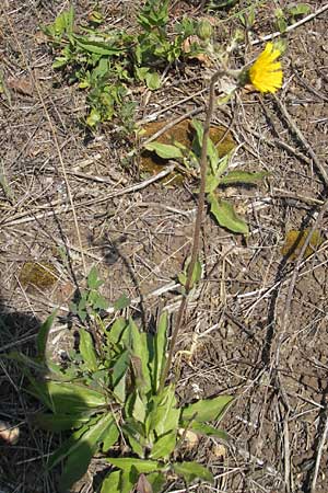 Hieracium spec2 ? \ Habichtskraut, D Türkismühle 21.5.2011