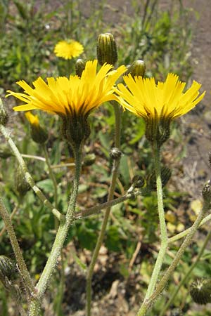 Hieracium spec2 ? \ Habichtskraut / Hawkweed, D Türkismühle 21.5.2011