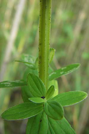 Hypericum tetrapterum / Square-Stalked St. John's-Wort, D Philippsburg 25.7.2013