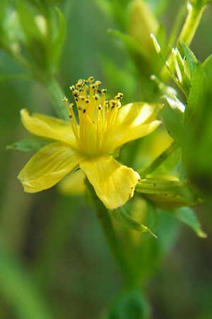 Hypericum tetrapterum \ Geflgeltes Johanniskraut, Flgel-Johanniskraut / Square-Stalked St. John's-Wort, D Philippsburg 25.7.2013