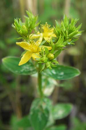 Hypericum tetrapterum / Square-Stalked St. John's-Wort, D Philippsburg 25.7.2013