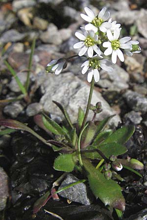 Draba glabrescens / Glabrous Whitlowgrass, D Weinheim an der Bergstraße 4.3.2007