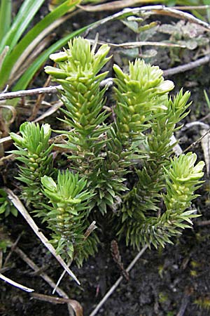 Huperzia selago \ Tannen-Brlapp / Fir Clubmoss, D Schwarzwald/Black-Forest, Feldberg 18.8.2007