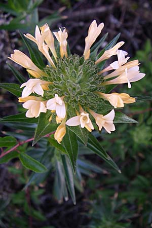 Collomia grandiflora / Large-Flowered Collomia, D Kellenbach 16.6.2008