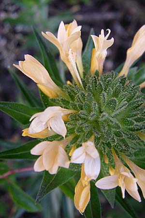 Collomia grandiflora \ Groblumige Leimsaat / Large-Flowered Collomia, D Kellenbach 16.6.2008