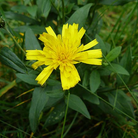 Hieracium laevigatum \ Glattes Habichtskraut / Smooth Hawkweed, D Bensheim 12.10.2014