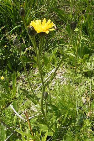 Crepis pyrenaica \ Grokpfiger Pippau / Conyza-Leaved Hawk's-Beard, D Oberstdorf 22.6.2011