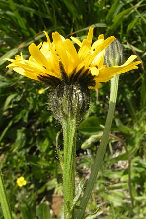 Crepis pyrenaica \ Grokpfiger Pippau, D Oberstdorf 22.6.2011