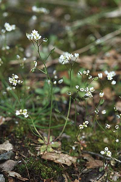 Draba verna agg. \ Frhlings-Hungerblmchen, D Weinheim an der Bergstraße 15.4.2006