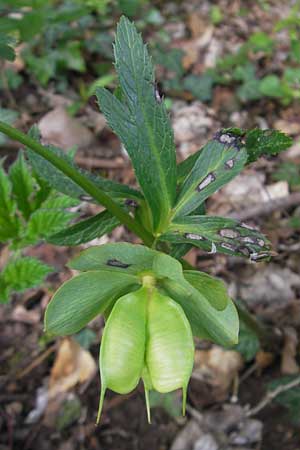 Helleborus viridis \ Grne Nieswurz / Green Hellebore, D Taunus, Hahnstätten 30.4.2012