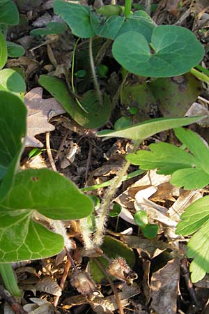 Asarum europaeum / Asarabacca, D Rheinhessen, Wendelsheim 27.4.2010