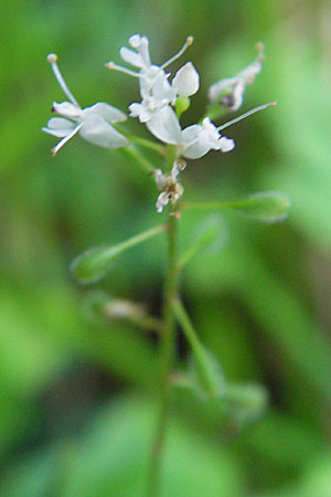 Circaea alpina \ Alpen-Hexenkraut, D Odenwald, Erbach 19.8.2009