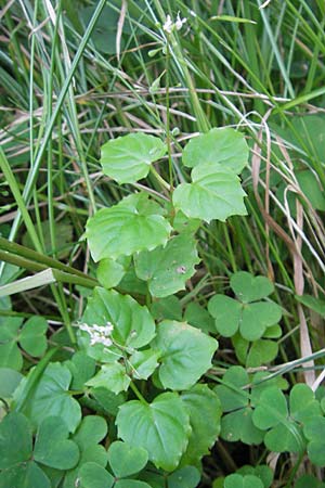 Circaea alpina / Alpine Enchanter's Nightshade, Small Enchanter's Nightshade, D Odenwald, Erbach 19.8.2009