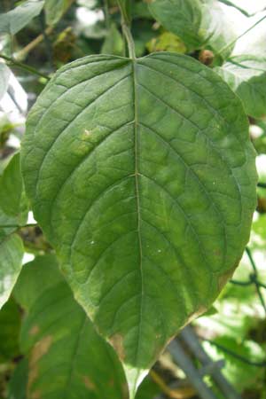 Circaea lutetiana \ Gewhnliches Hexenkraut, Groes Hexenkraut, D Mannheim 5.9.2010