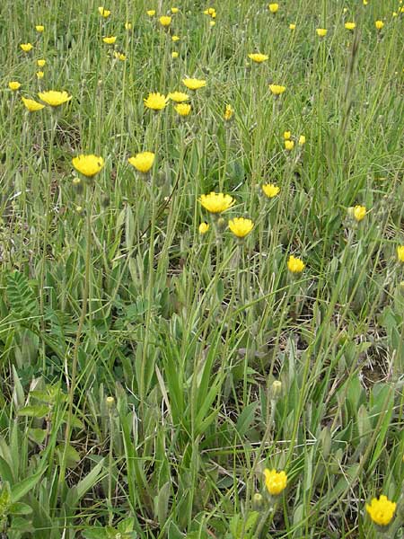 Hieracium caespitosum x pilosella / Yellow Hybrid Fox and Cubs, D Elztal-Dallau 12.5.2012