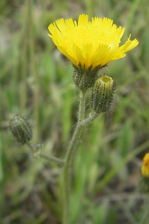 Hieracium caespitosum x pilosella \ Hybrid-Wiesen-Habichtskraut / Yellow Hybrid Fox and Cubs, D Elztal-Dallau 12.5.2012