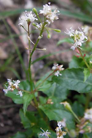 Circaea alpina / Alpine Enchanter's Nightshade, Small Enchanter's Nightshade, D Lorch 31.8.2013