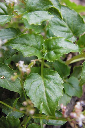 Circaea alpina / Alpine Enchanter's Nightshade, Small Enchanter's Nightshade, D Lorch 31.8.2013