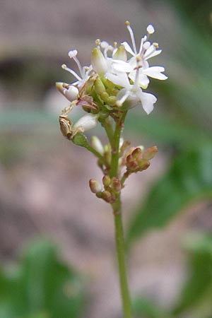 Circaea alpina \ Alpen-Hexenkraut / Alpine Enchanter's Nightshade, Small Enchanter's Nightshade, D Lorch 31.8.2013