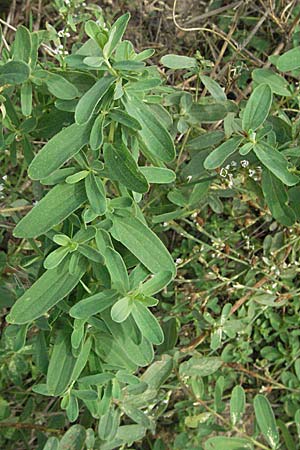 Hypericum perforatum \ Echtes Johanniskraut, Tpfel-Hartheu, D Waghäusel 16.9.2006