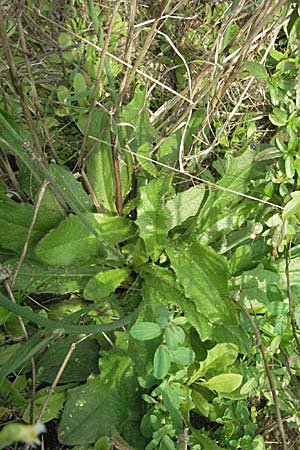 Hypochaeris radicata / Common Cat's-Ear, D Waghäusel 16.9.2006