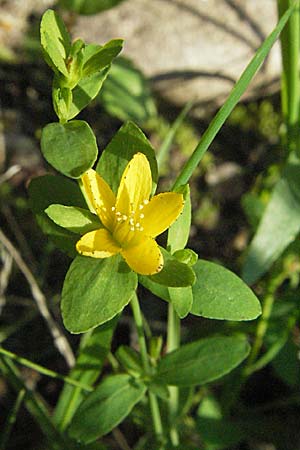 Hypericum humifusum \ Niederliegendes Johanniskraut / Trailing St. John's-Wort, D Mörfelden-Walldorf 6.8.2007