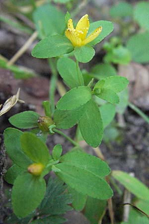 Hypericum humifusum \ Niederliegendes Johanniskraut / Trailing St. John's-Wort, D Mörfelden-Walldorf 6.8.2007