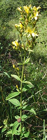 Hypericum hirsutum \ Behaartes Johanniskraut / Hairy St. John's-Wort, D Mosbach 7.7.2007