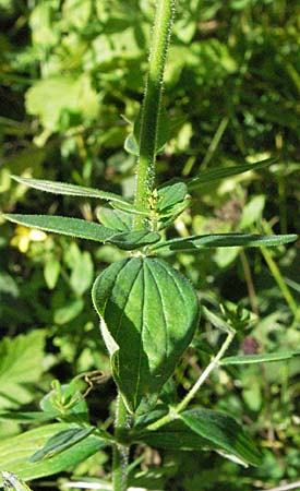 Hypericum hirsutum \ Behaartes Johanniskraut, D Mosbach 7.7.2007