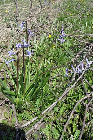 Hyacinthus orientalis / Garden Hyacinth, D Rheinhessen, Gau-Odernheim 20.4.2008