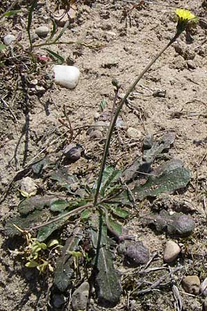 Hypochaeris glabra \ Kahles Ferkelkraut, Sand-Ferkelkraut / Smooth Cat's-Ear, D Waghäusel-Wiesental 3.5.2008