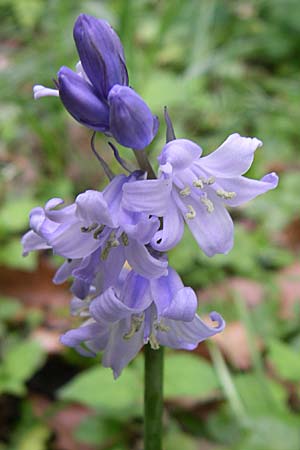 Hyacinthoides hispanica x non-scripta \ Hybrid-Hasenglckchen / Bluebell Hybrid, D Weinheim an der Bergstraße 5.5.2008