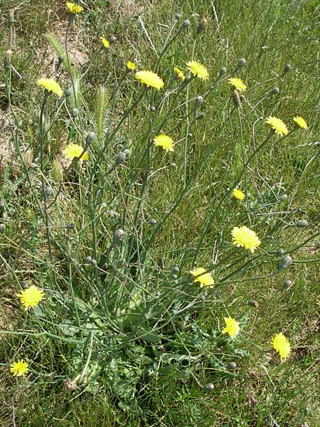 Hypochaeris radicata \ Gewhnliches Ferkelkraut / Common Cat's-Ear, D Rheinhessen, Flonheim 14.6.2008