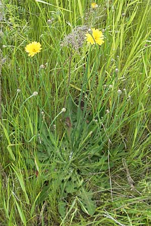 Hypochaeris radicata \ Gewhnliches Ferkelkraut / Common Cat's-Ear, D Mannheim 16.5.2009