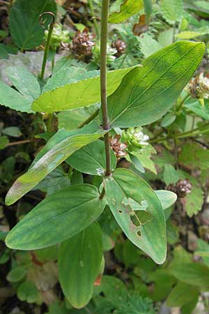 Hypericum montanum \ Berg-Johanniskraut, D Weinheim an der Bergstraße 23.7.2009