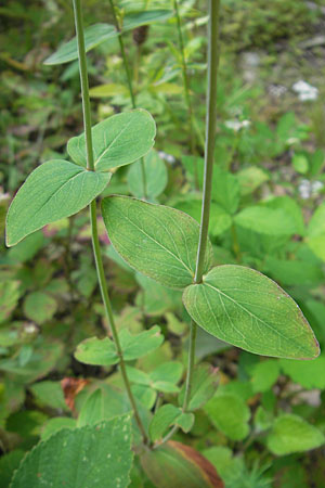 Hypericum montanum \ Berg-Johanniskraut, D Weinheim an der Bergstraße 23.7.2009