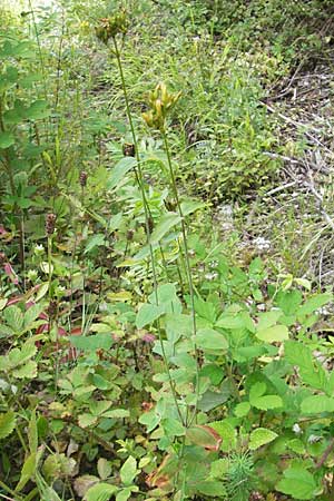 Hypericum montanum \ Berg-Johanniskraut, D Weinheim an der Bergstraße 23.7.2009