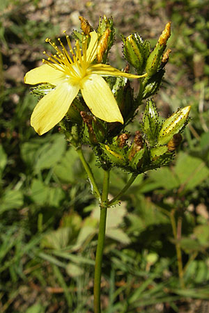 Hypericum montanum, Pale St. John's-Wort