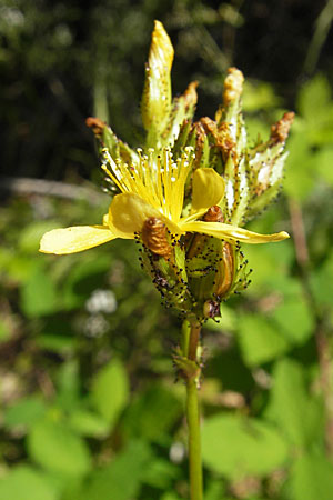 Hypericum montanum / Pale St. John's-Wort, D Weinheim an der Bergstraße 26.7.2009