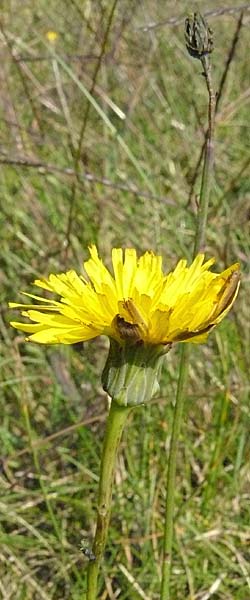 Hypochaeris glabra \ Kahles Ferkelkraut, Sand-Ferkelkraut / Smooth Cat's-Ear, D Reilingen 24.9.2007