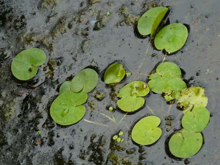 Hydrocharis morsus-ranae / Frogbit, D Karlsruhe Fritschlach 26.7.2008