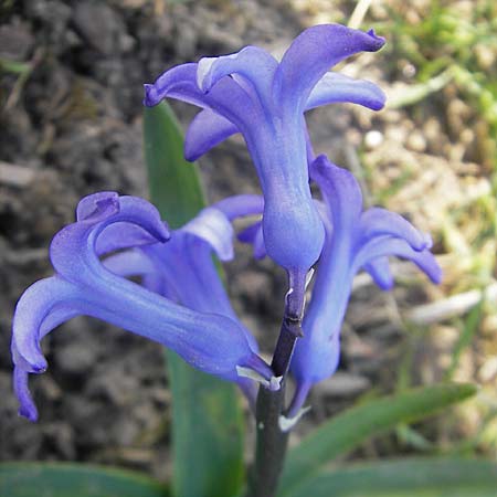 Hyacinthus orientalis \ Garten-Hyazinthe, D Guntersblum 29.3.2011