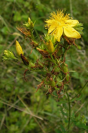 Hypericum desetangsii ? \ Gewhnliches Bastard-Johanniskraut / Des Etangs' St. John's-Wort, D Eberbach 21.7.2012