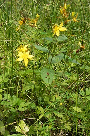 Hypericum desetangsii ? \ Gewhnliches Bastard-Johanniskraut / Des Etangs' St. John's-Wort, D Eberbach 21.7.2012