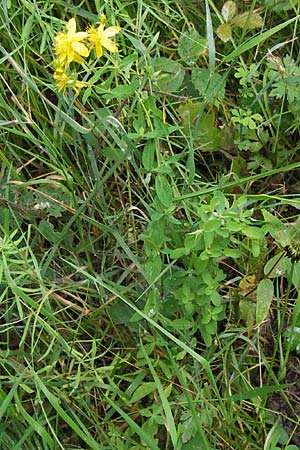 Hypericum desetangsii ? \ Gewhnliches Bastard-Johanniskraut / Des Etangs' St. John's-Wort, D Eberbach 21.7.2012