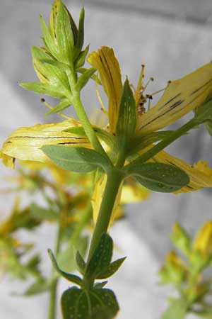 Hypericum perforatum \ Echtes Johanniskraut, Tpfel-Hartheu / Perforate St. John's-Wort, D Mannheim 22.7.2012