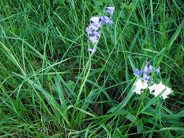 Hyacinthoides hispanica x non-scripta \ Hybrid-Hasenglckchen / Bluebell Hybrid, D Nussloch 7.5.2014